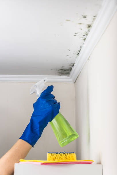 Best Mold Odor Removal Services  in Ceresco, NE